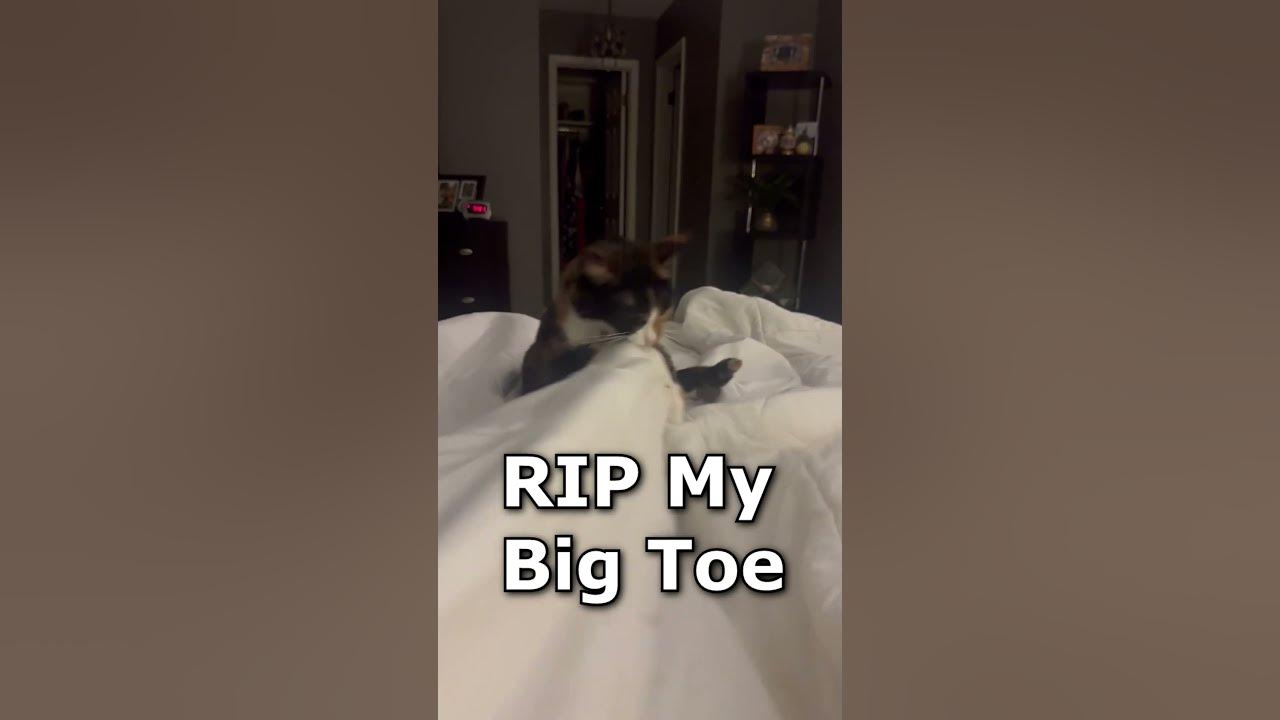 Roxie Destroying My Big Toe