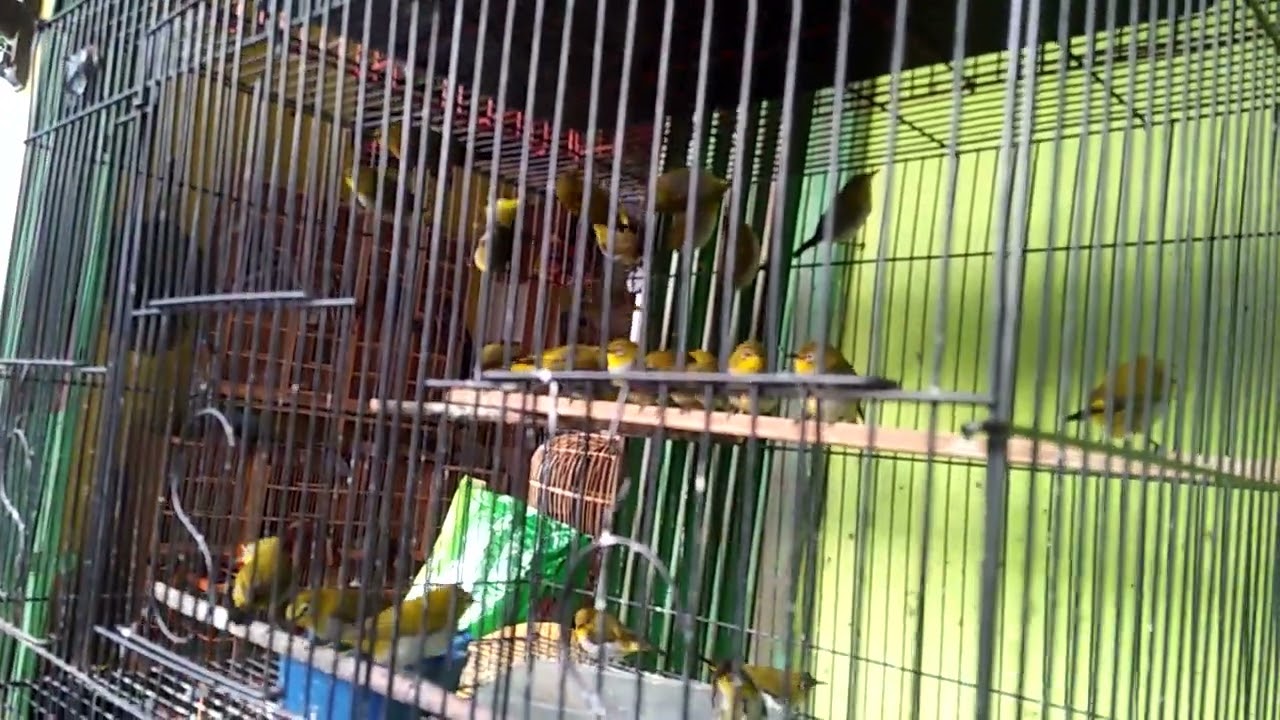 kicawan burung siki nangka 👍👍👍