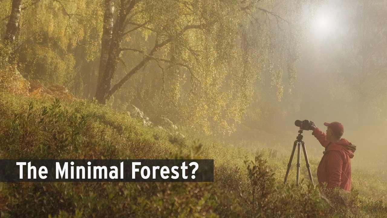 Минимализм или нет? Осенняя лесная фотография в туманном Пертшире, Шотландия