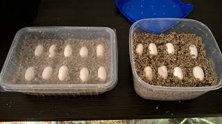 Agama Brodata Podczas Składania Jajek