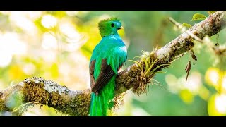 Quetzal Songs and Vibrantly Colored Quetzals screenshot 1