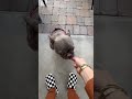 These Dog Allergy Chews Stopped the Scratching