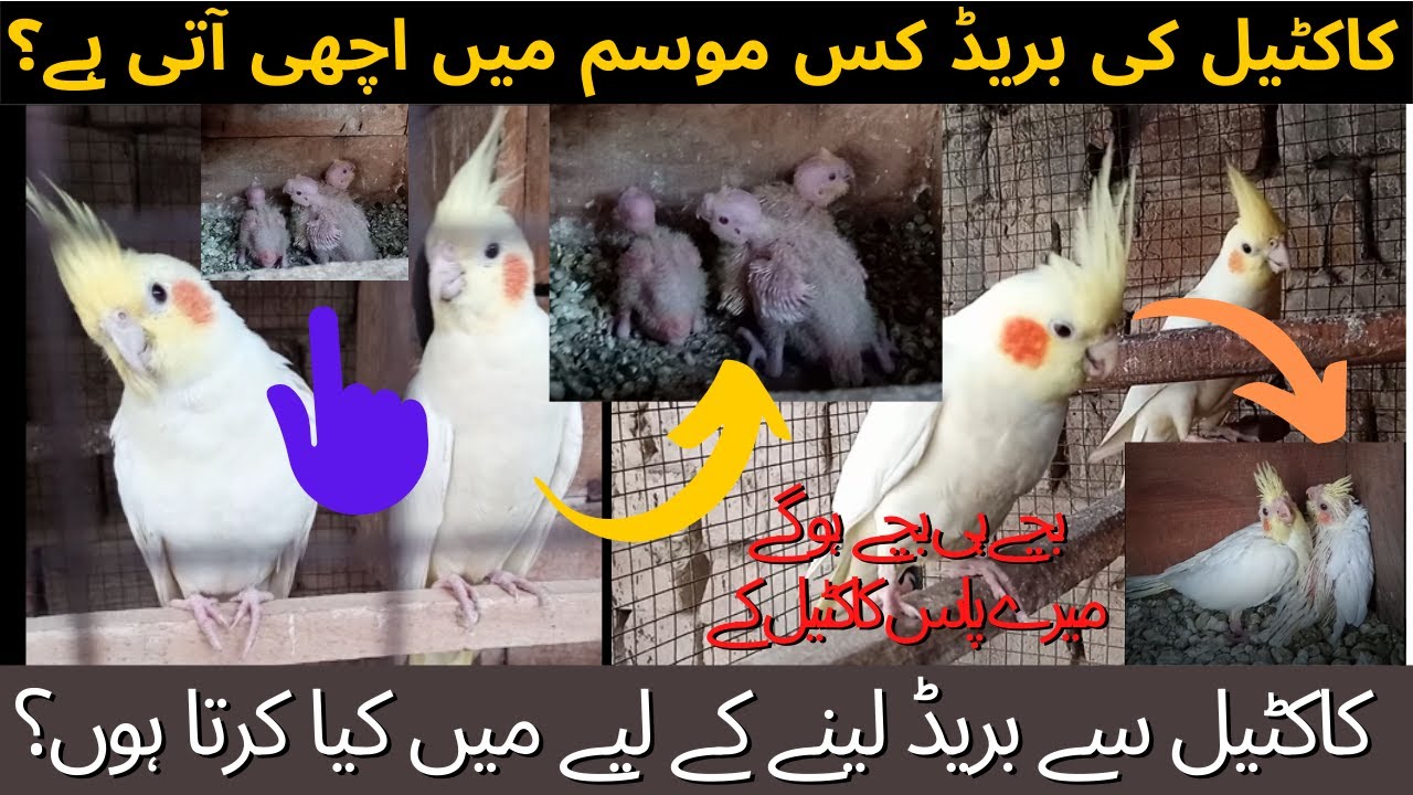 Cocktails ki Season ki Pehli Breed a Gai | Breeding Cocktail Pairs ...