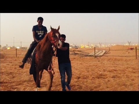 عسف المهرة مليكة ٥ امتطائها والمسار معها