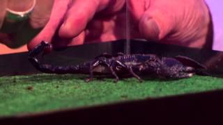 David Attenborough with a Black Scorpion | The Jonathan Ross Show