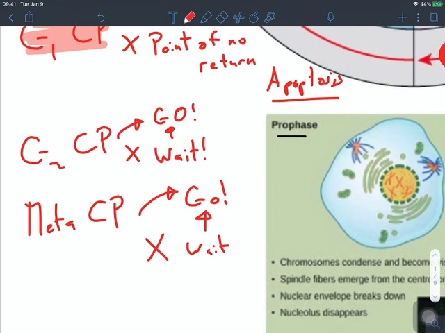 OnlineBio1 cell cycle
