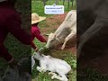 Vaca véia zangada do trem 😱😳🤣 #agro #shortsviral #fazenda #pecuarista #gado