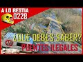  por qu hay puentes ilegales desterrado  a lo bestia 228 cosas que debes saber