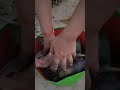 growbag filling #growbag #growbagfilling #gardening #roofgardening #ternding