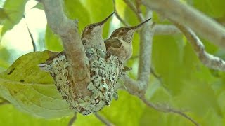 Hummingbird Nest: From Eggs to Fledge