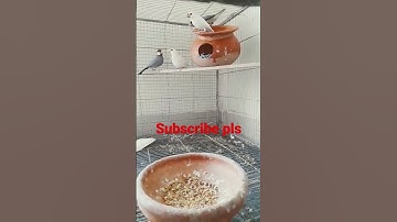 Java Cage Birds #javabird#bird