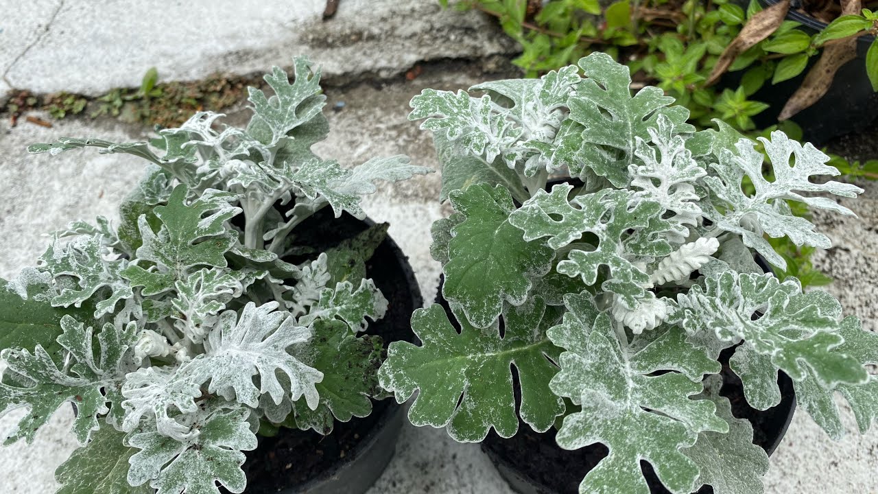 نبات الثلجي طريقة الاكثار والعناية أن شاء الله تعجبكم و اذا عدكم منه أكتبولي كيف تعاملوا معاه