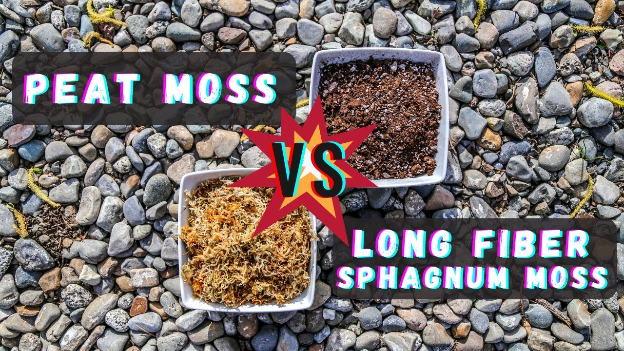 sejr Arena butiksindehaveren Peat Moss Vs Sphagnum Moss: Best Venus Flytrap Soil Mix Substrate - What Is  The Difference? - YouTube