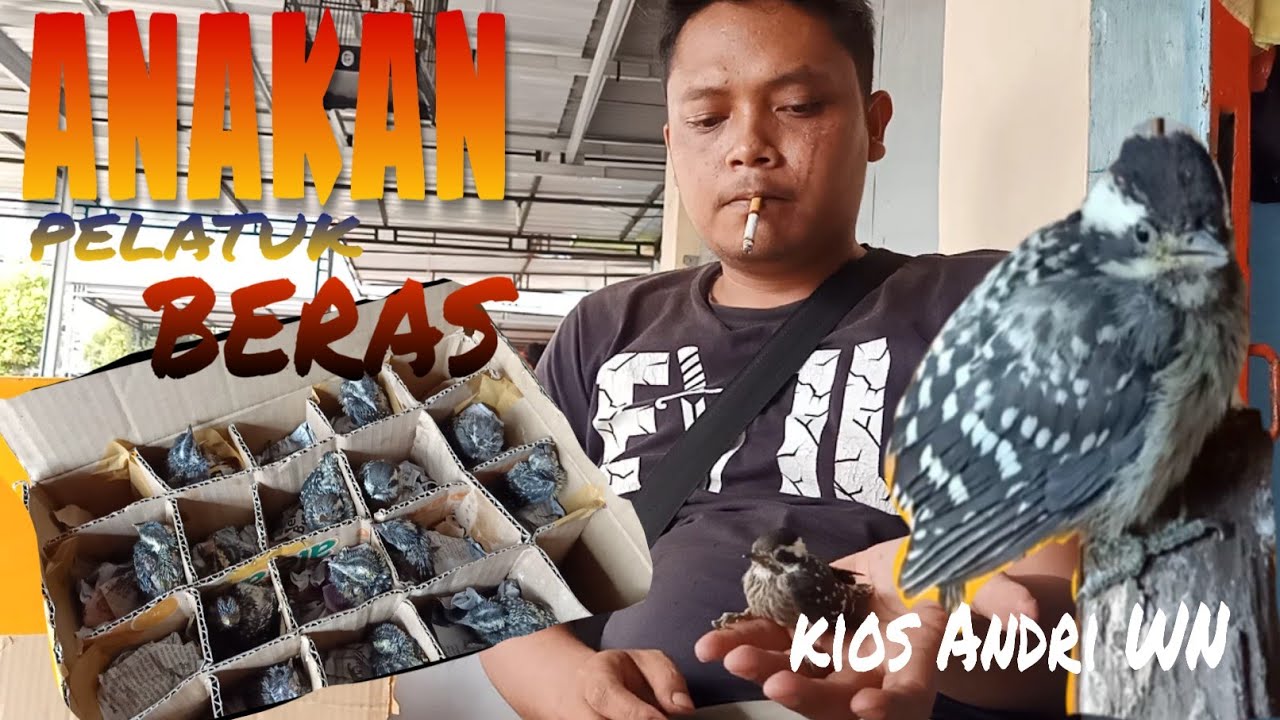 Burung Pelatuk Beras Gacor Anakan Kios Andri Wn Sedia Anakan