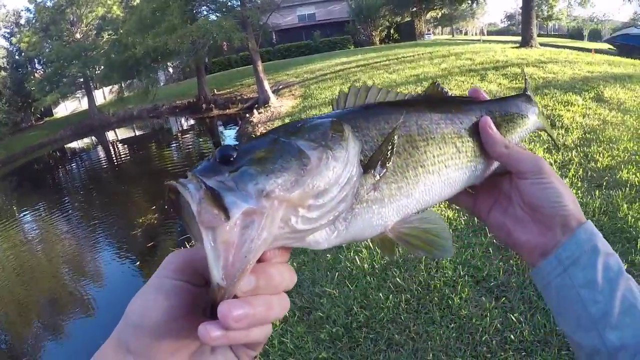 Storm Swimbait Bass Fishing in Orlando
