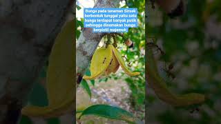 Bunga pada Sirsak berbentuk tunggal terdapat banyak putik sehingga dinamakan berpistil majemuk.