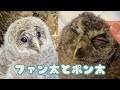 ポン太と出会った日[The day I met an owl]