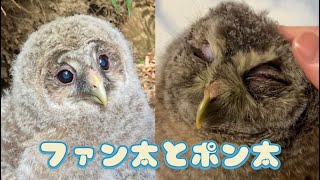 ポン太と出会った日[The day I met an owl]