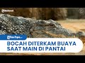 Detik-detik Bocah di Kaltim Diterkam Buaya saat Main di Pantai, Keluarga Tampak Panik Minta Tolong