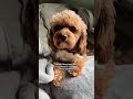 Jack the Therapist Cavapoo daily advice!