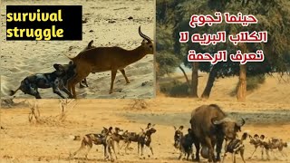 حينما تجوع الكلاب البريه لا تعرف الرحمة/ الكلاب البرية الأفريقيةو الافتراس/صراع البقاء/عالم الحيوان