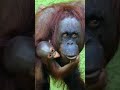 aurangota duniya ka sabse badha bandar #phonkagressive #facts #youtubeshorts #animals