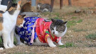 Cat In Hanbok (Korean traditional clothes) by Street Cat 32,893 views 1 year ago 9 minutes, 15 seconds