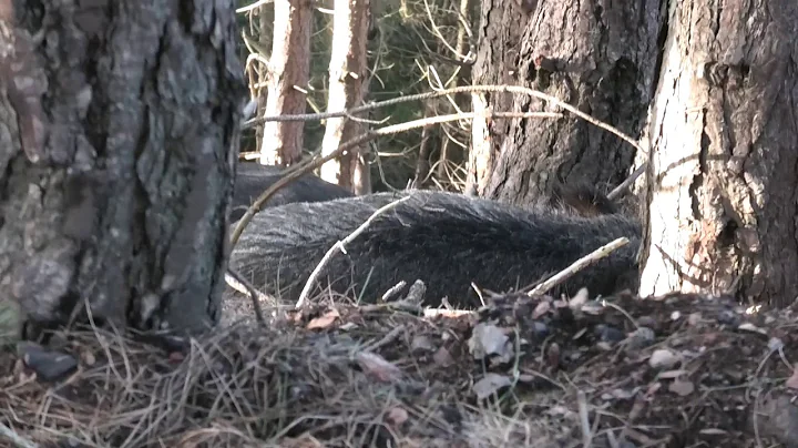 Wild Boar Stalk Forest of Dean