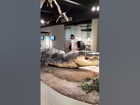 Lolong the biggest crocodile in the world - YouTube