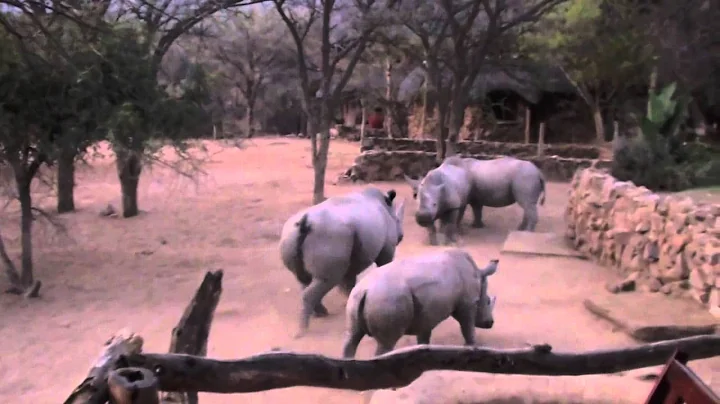 Rhino encounters, Janice Holly Booth
