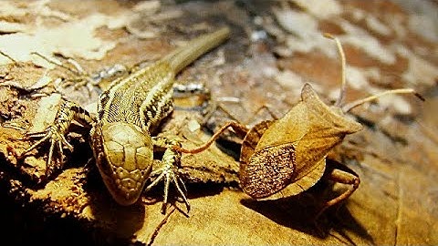 A Stink Bug - Like You