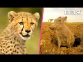 Cheetah cubs play chase with warthogs | Serengeti II - BBC