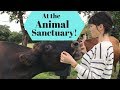 Volunteering at an Animal Sanctuary!