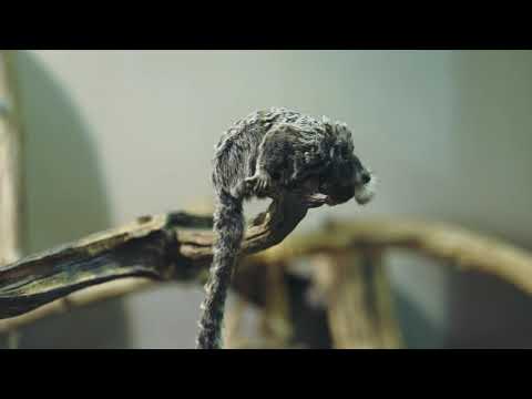 Video: Miks marmosetid lõhnavad?