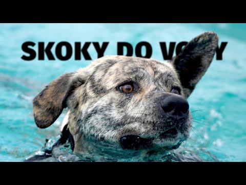 Video: Biden Rescue Pooch dostane V (I) P Liečenie na leteckých silách dva