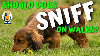 Yes, Susan Garrett's Dogs Sniff On Walks #74