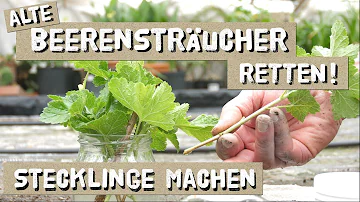 Wie macht man Stecklinge von Himbeeren?