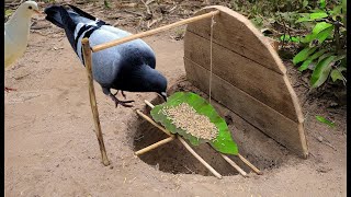 Create Bird Trap Using Old Wood plate and simple Hole