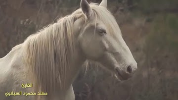 ارفعوا صوت القرآن ليريح بما في قلوبكم ❤ سورة ص، القارئ: مهند محمود السيلاوي
