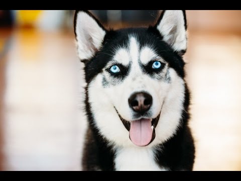 Video: 3 sfaturi pentru a învăța Husky dvs. de a juca Fetch