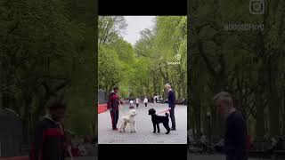 Central Park meet cute #shorts #animals #funny