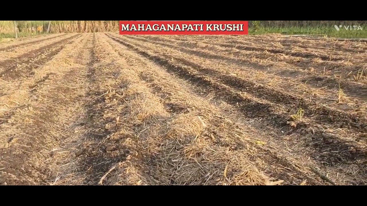 Part - 02. ಕಬ್ಬಿನ ರಾಟೂನ್ ಕೃಷಿ (Sugarcane ratoon). ಕಬ್ಬಿನ ರವದಿ - ಜೈವಿಕ ಗೊಬ್ಬರ.