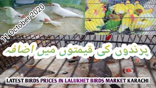 Latest updates lalukhet birds market karachi October  11 2020