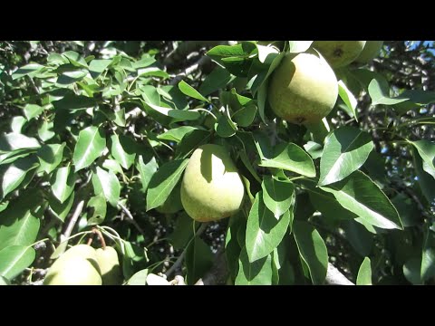 Video: Savvaļas Bumbieris (14 Fotoattēli): Vai Ir Iespējams ēst Savvaļas Medījumu? Kad Novāc Parasto Bumbieri? Meža Koka Apraksts. Kā Tas Izskatās Un Kā To Atšķirt No Dārza Bumbiera?