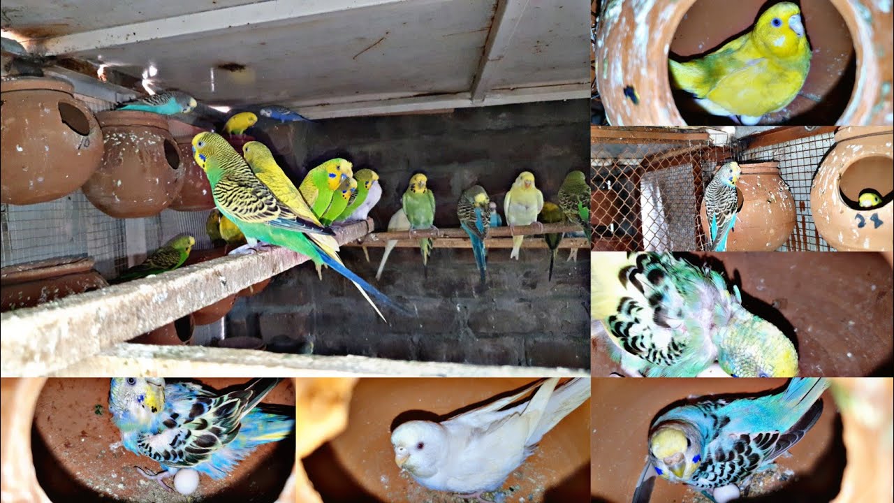 60 pair Budgies Parrot Breeding Progress in sj birds Breeding farm in Lahore