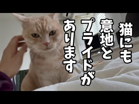 弟猫がいるから大好きなママンに甘えられない猫