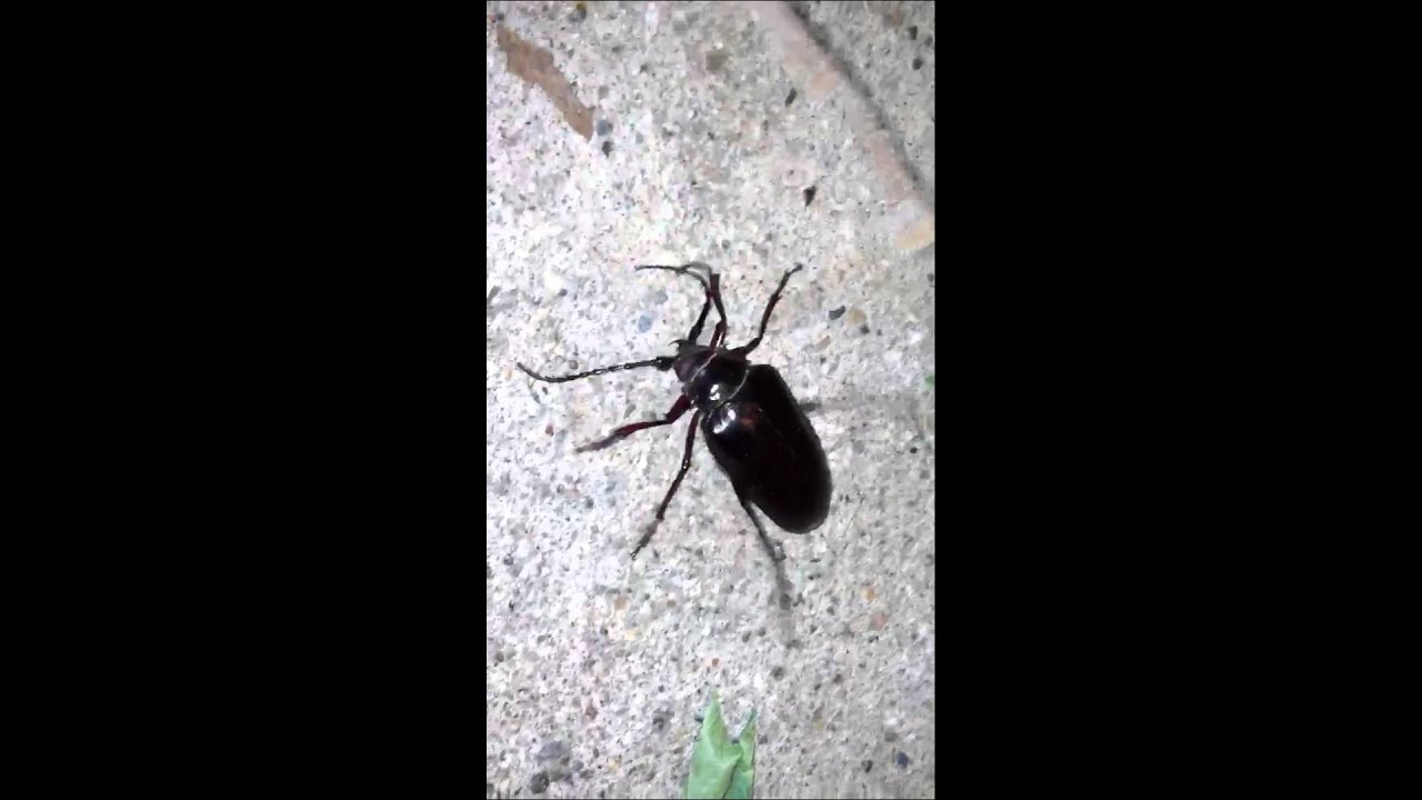 Screeching Beetle YouTube screeching-beetle-youtube