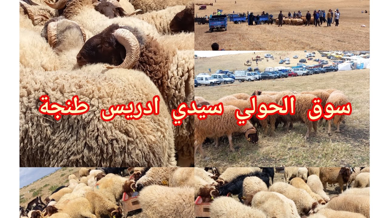 اليوم من سوق سيد درايس طنجة مع أثمنة الحولي عيد الأضحى