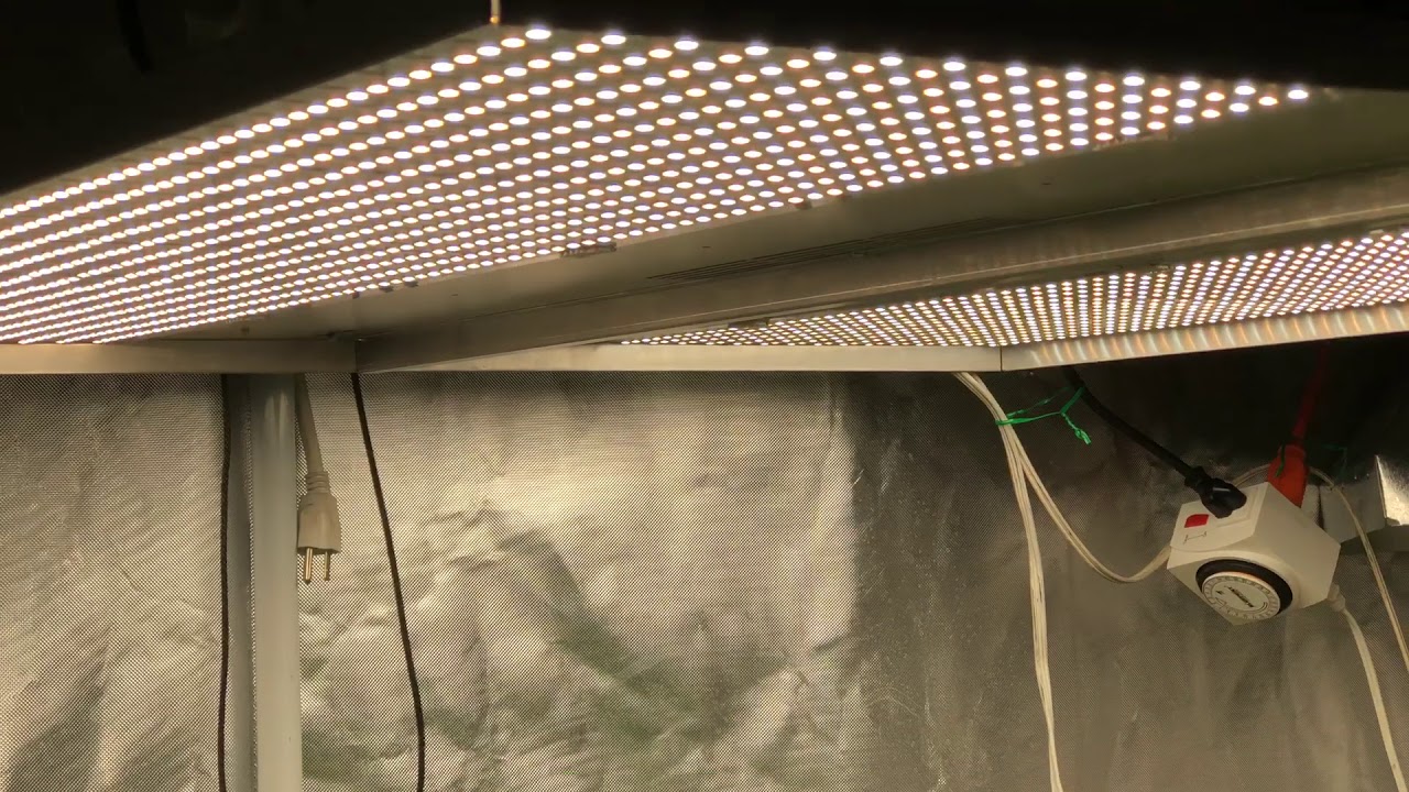 Day 49 Synergy Automatic Genetics Nextlight Mega