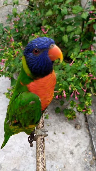 Burung nuri pelangi (perkici) gacor untuk pancingan